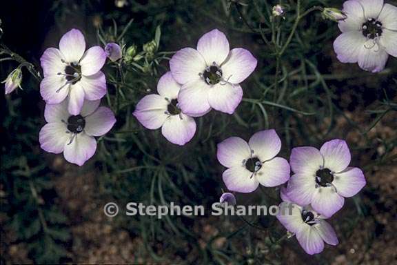 gilia tricolor ssp diffusa 3 graphic